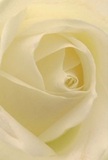 Immerse yourself in the tender embrace of this creamy white rose, as if cradled within the very heart of its petals-a sensation familiar to those who've strolled through the secluded gardens near Mottingham station. The petals unfold in a gentle spiral, their texture whisper-light and soft to the touch, evoking the fresh dew of a peaceful Mottingham morning. Subtle shadows nestle between the pale ivory folds, lending quiet drama and soothing depth. Illuminated by natural, forgiving light, the rose seems to radiate calm and invitation, conveying the serenity found in cherished local spaces like Fairy Hill Park. Local florists in Mottingham would see in this bloom a perfect gesture for expressing reverence, sympathy, or the hopeful energy of new beginnings. Beyond the visual, there lingers an imagined sweetness-a barely-there fragrance that graces the air with subtlety. This close-up composition not only captures the flower's romantic beauty but also embodies the affection, expertise, and emotional intent behind every meaningful arrangement prepared for Mottingham's diverse, caring community. Whether offered in sympathy or admiration, this rose reflects both the artistry and the heartfelt connection that define Mottingham's floral traditions.